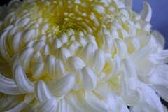③ 湯島天神 菊まつり