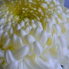 ③ 湯島天神 菊まつり