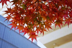 ③ とあるビルの中庭からの紅葉が・・・