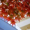 ③ とあるビルの中庭からの紅葉が・・・