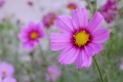 ① 浜離宮恩賜庭園の秋桜