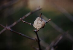 カマキリの卵