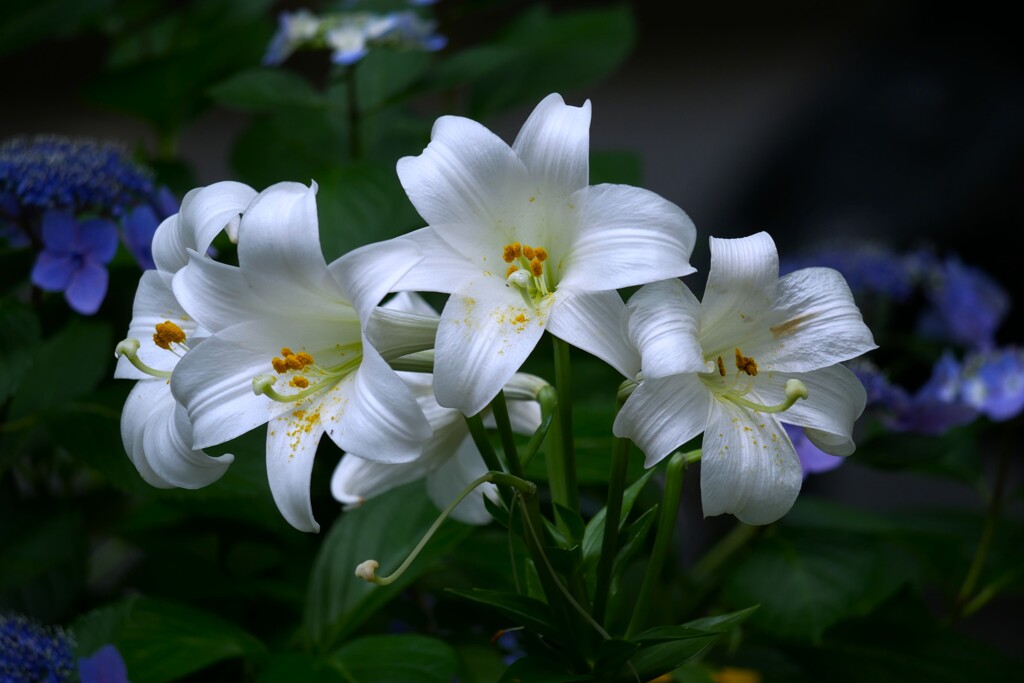 ユリの花が咲き始めました。（4）