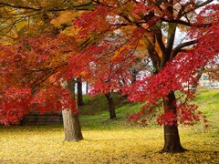 ④ 城内の紅葉が綺麗でした。