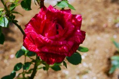 習志野市 谷津バラ園のバラ（3）