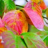 ① すっかり秋ですね～