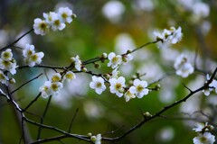 ③ 荏原神社の白梅