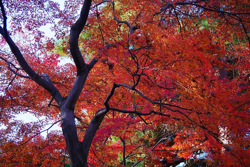 ① 殿ヶ谷戸庭園の紅葉