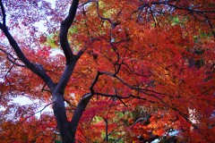 ① 殿ヶ谷戸庭園の紅葉