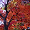 ① 殿ヶ谷戸庭園の紅葉