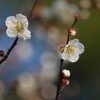 仲良く咲いた梅の花