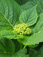 もうすぐ「紫陽花」の季節が・・・