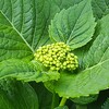 もうすぐ「紫陽花」の季節が・・・