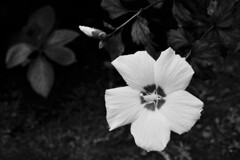 団地に咲くムクゲ