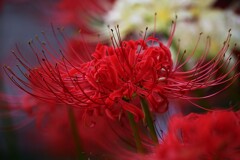 ⑥ 彼岸花