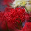 ⑥ 彼岸花