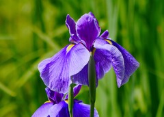 ③ 花菖蒲（ハナショウブ）
