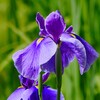 ③ 花菖蒲（ハナショウブ）