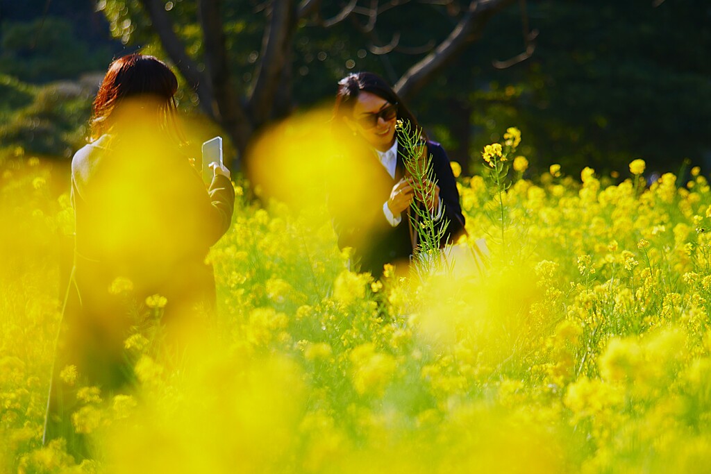 ④ 浜離宮恩賜庭園の「菜の花畑」にて