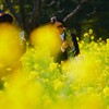 ④ 浜離宮恩賜庭園の「菜の花畑」にて