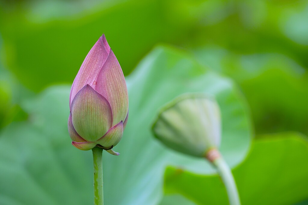 開花を待つ蓮のつぼみ