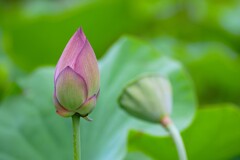 開花を待つ蓮のつぼみ