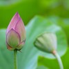 開花を待つ蓮のつぼみ