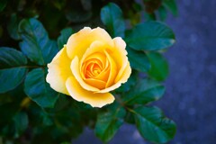 The Yellow Rose ③