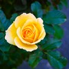 The Yellow Rose ③
