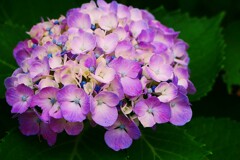 郷土の森あじさいまつり ⑦