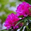 シャクナゲ / 石楠花