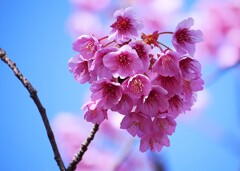  寒緋桜 / カンヒザクラ