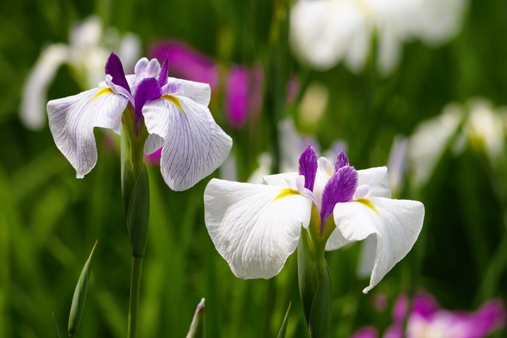 園内の花菖蒲田にて（3）