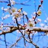 ⑤ 白梅