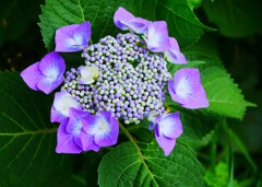 ③ 紫陽花のシーズンが・・・