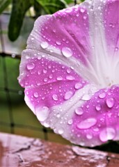 雨に濡れた朝顔。