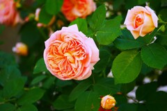 ④ 薔薇