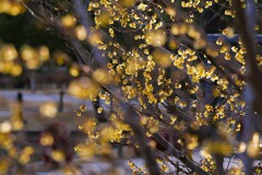 ④ 葛飾区堀切でロウバイを撮る！