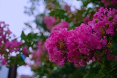 濃いピンクの百日紅