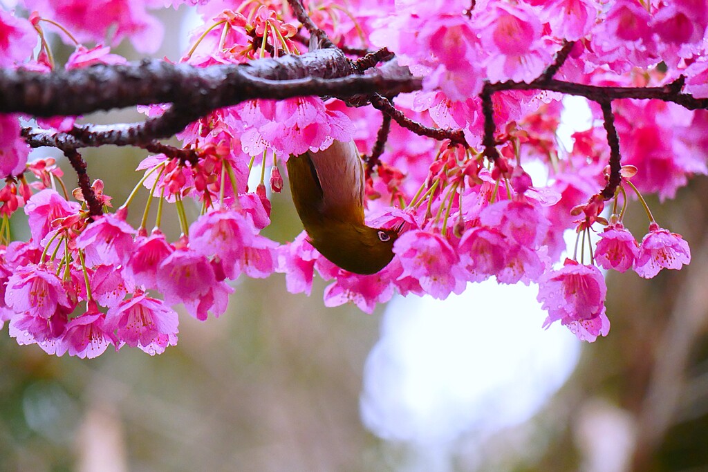 ② 寒緋桜とメジロ