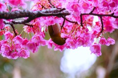 ② 寒緋桜とメジロ