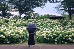 郷土の森あじさいまつり ①