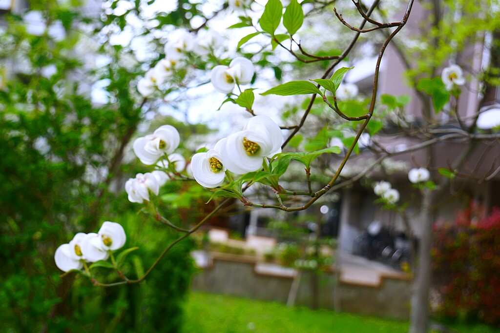 団地に咲くハナミズキ ①