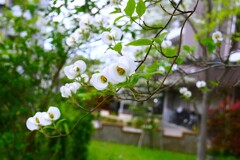 団地に咲くハナミズキ ①