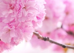 ヤエザクラ / 八重桜