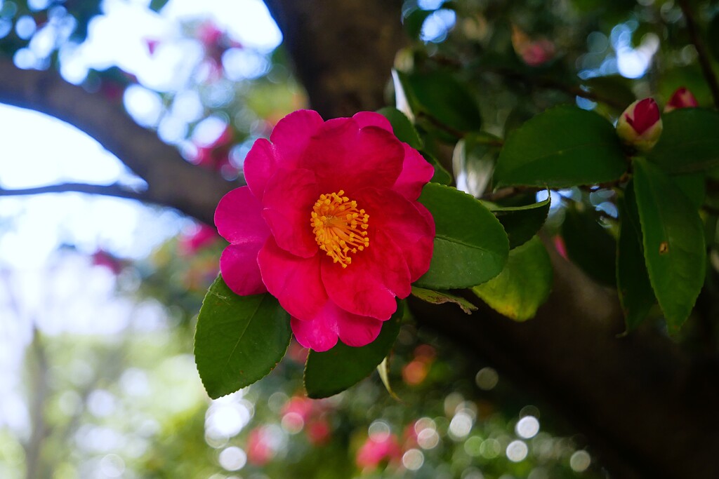 ④ 山茶花（サザンカ）ー 冬に咲く代表的な花 ー