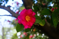 ④ 山茶花（サザンカ）ー 冬に咲く代表的な花 ー