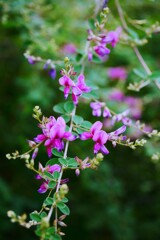 園内に咲く「萩の花」です。