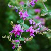園内に咲く「萩の花」です。