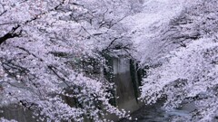 綺麗でした。（5年前の花見です）